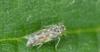 Eupteryx sp.